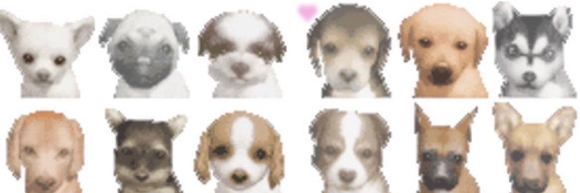 quokki banner