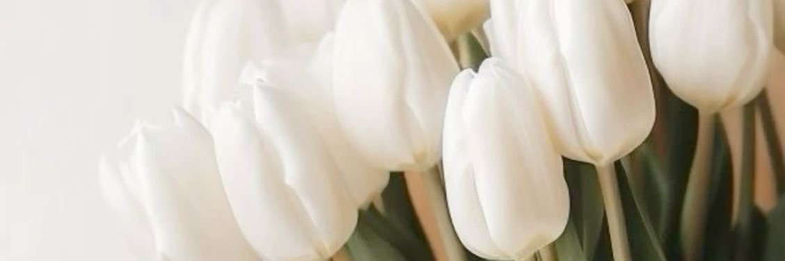 NoeEmiliani's profile banner image