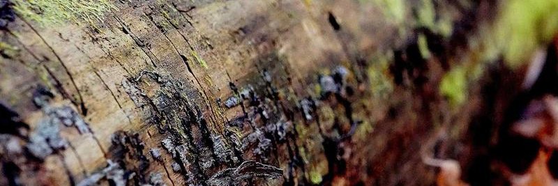 BellothaxXD's profile banner image