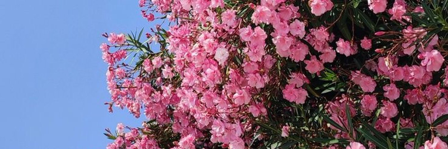 Norah banner