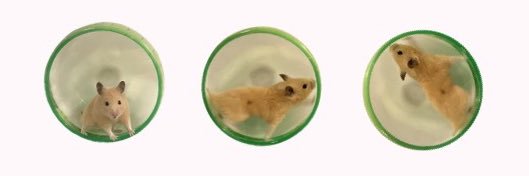 ハムスター愛好家 banner