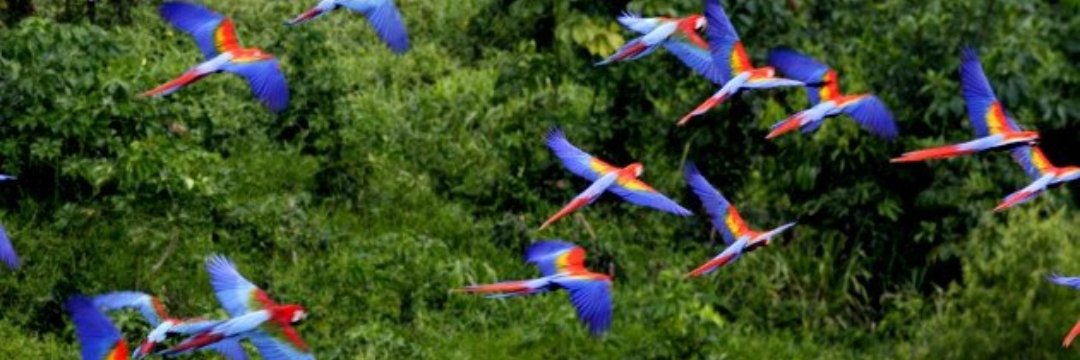 InquisicionPatria banner