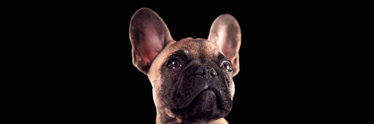 RichPets's profile banner image
