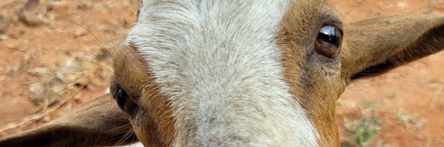 ADE♟️🦍 banner