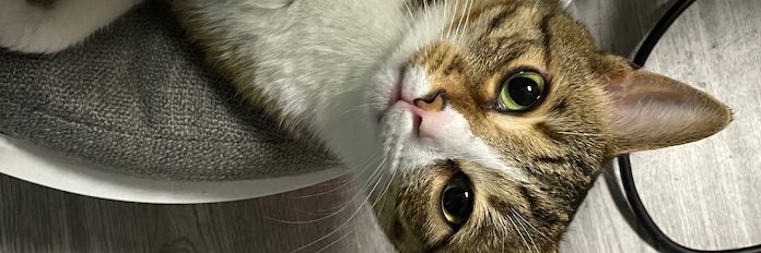 Rain Miao banner