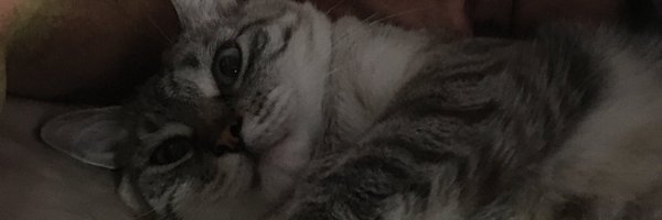 mcp4y2k Profile Banner