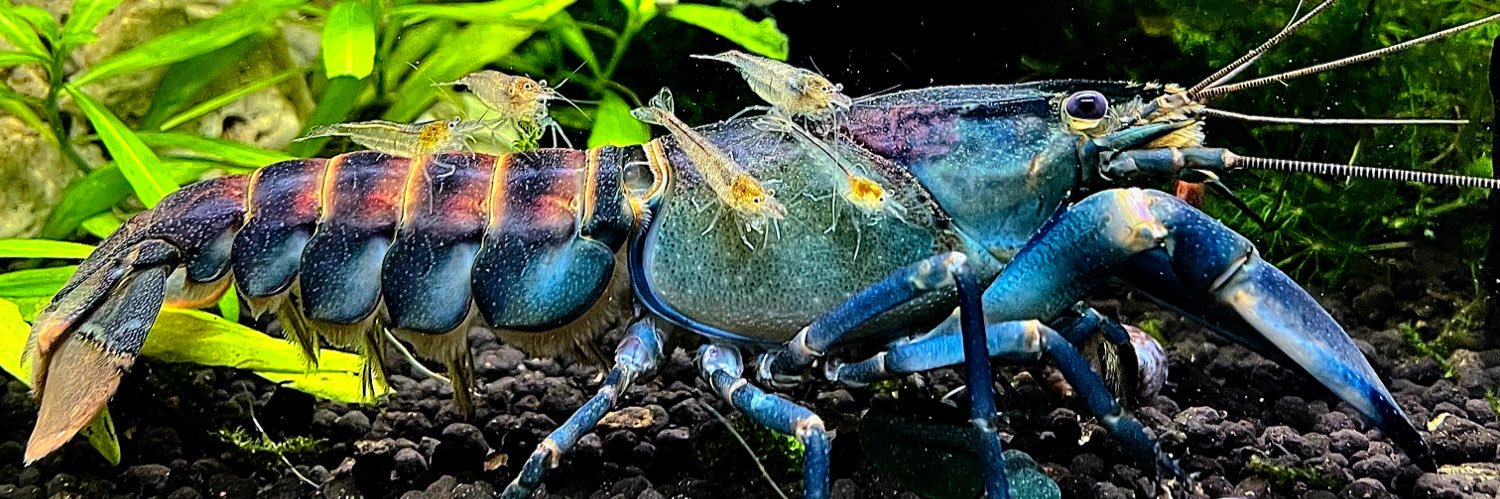 Helicassius banner
