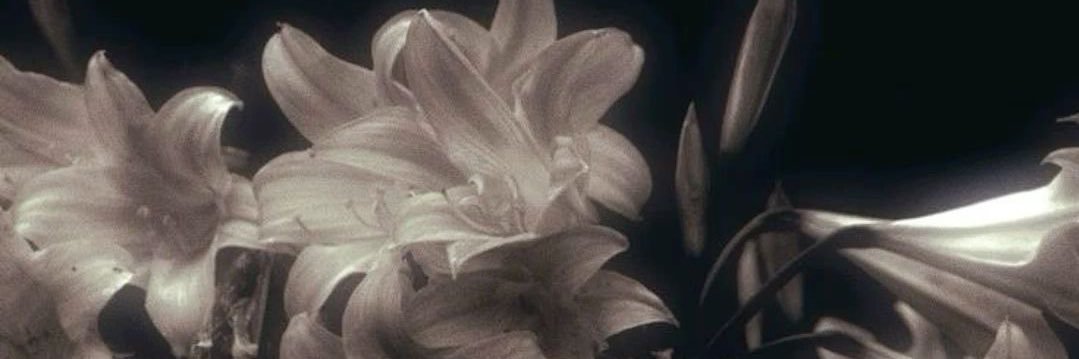 ℒ. ℒ ♛ banner