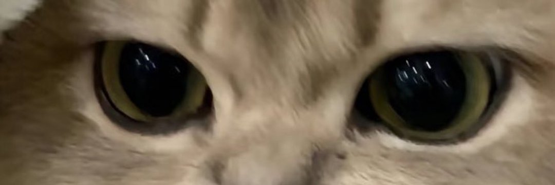 LIN Shirley banner