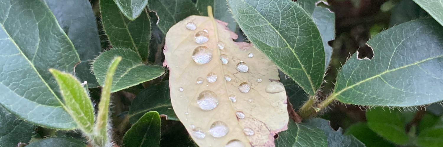 Massimiliano Ugolini banner