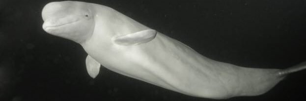 Dr Laura Cull Ó Maoilearca banner