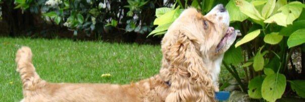 sergiofigli's profile banner image