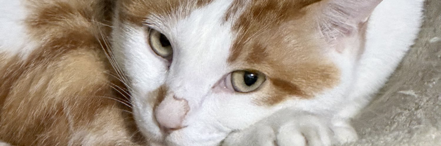 Yolibaby_'s profile banner image