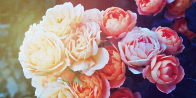 jeannytarf's profile banner image