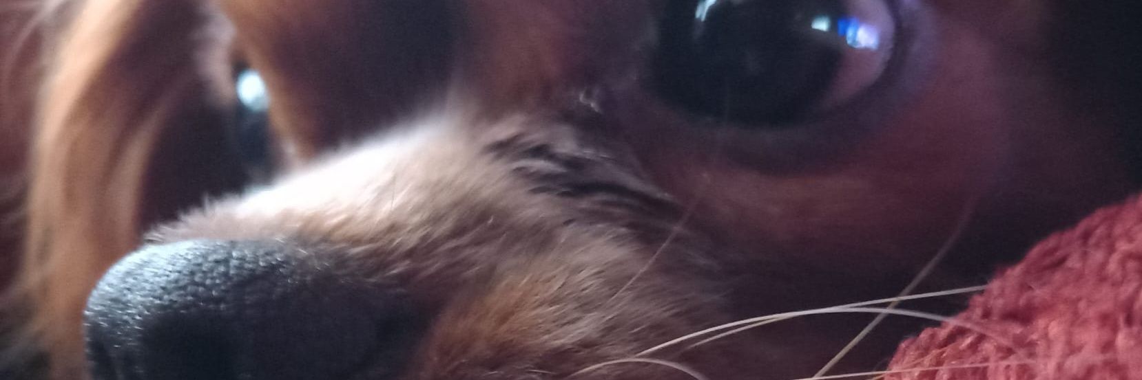 Michael 'Ted' Ross banner