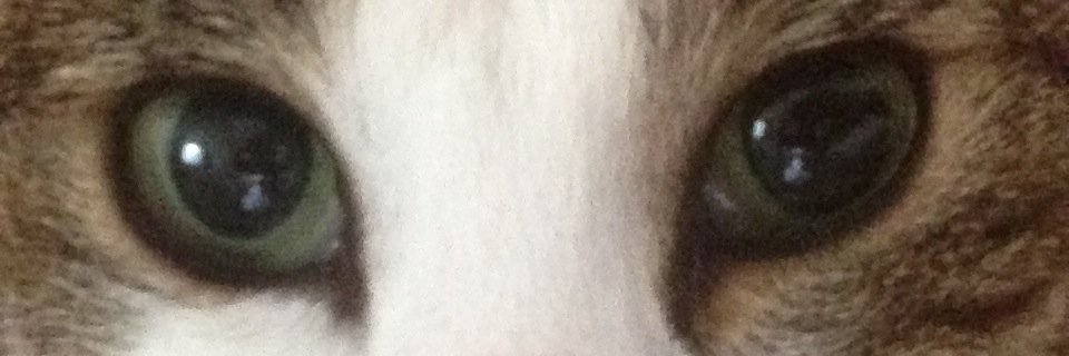Michelle Chaulk banner