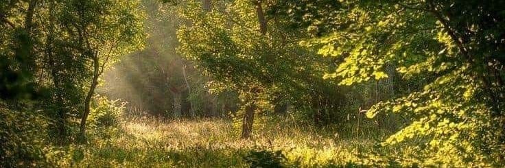 Robin | ★ QSMP banner