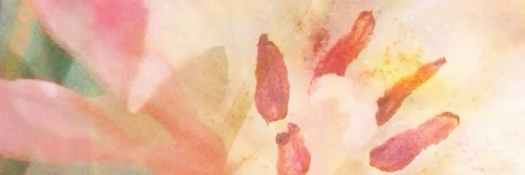 aya banner