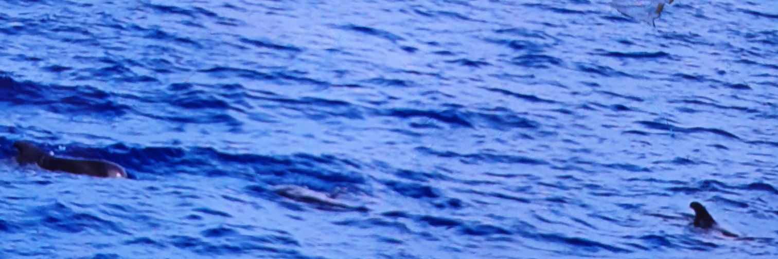WingChoy420888's profile banner image