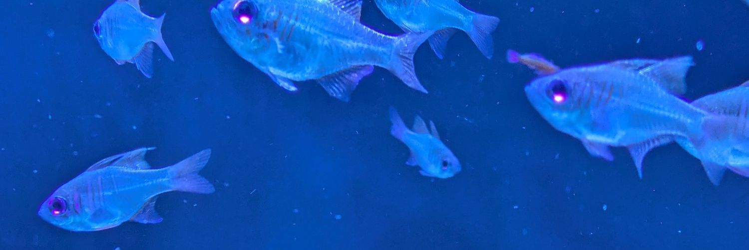 夢現ふみん banner