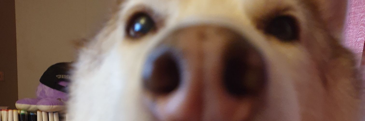 InkyRayne's profile banner image