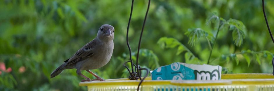 Debra Sherman banner