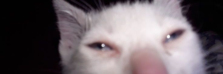 Ester banner