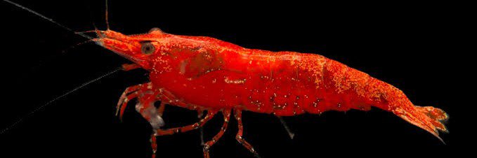 ArcShrimp's profile banner image