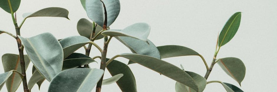 Olivia Sheppard banner
