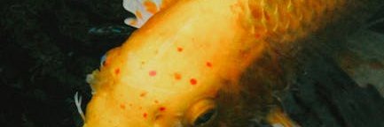 Logan Williams banner