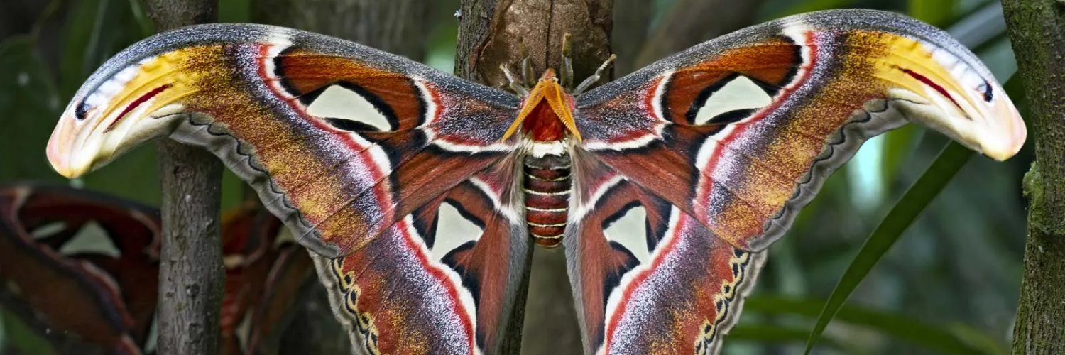 Atlas Moth banner