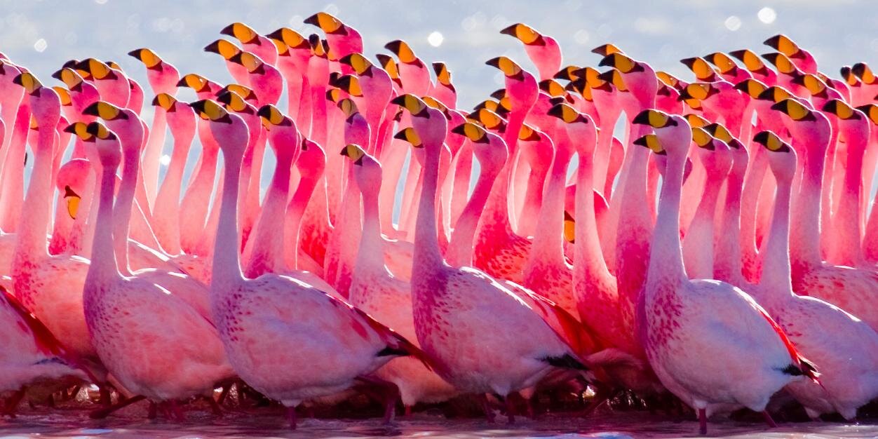 Claudia BL 🦩 (she/her) banner