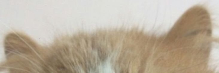 tailz 🇮🇱🎀 banner