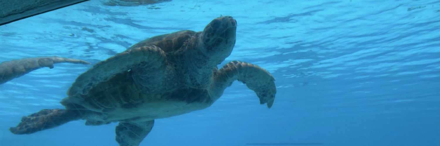 キンバリー banner