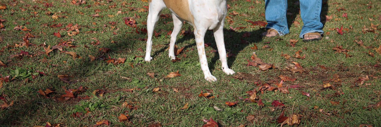 A_Proper_Husband_2 banner