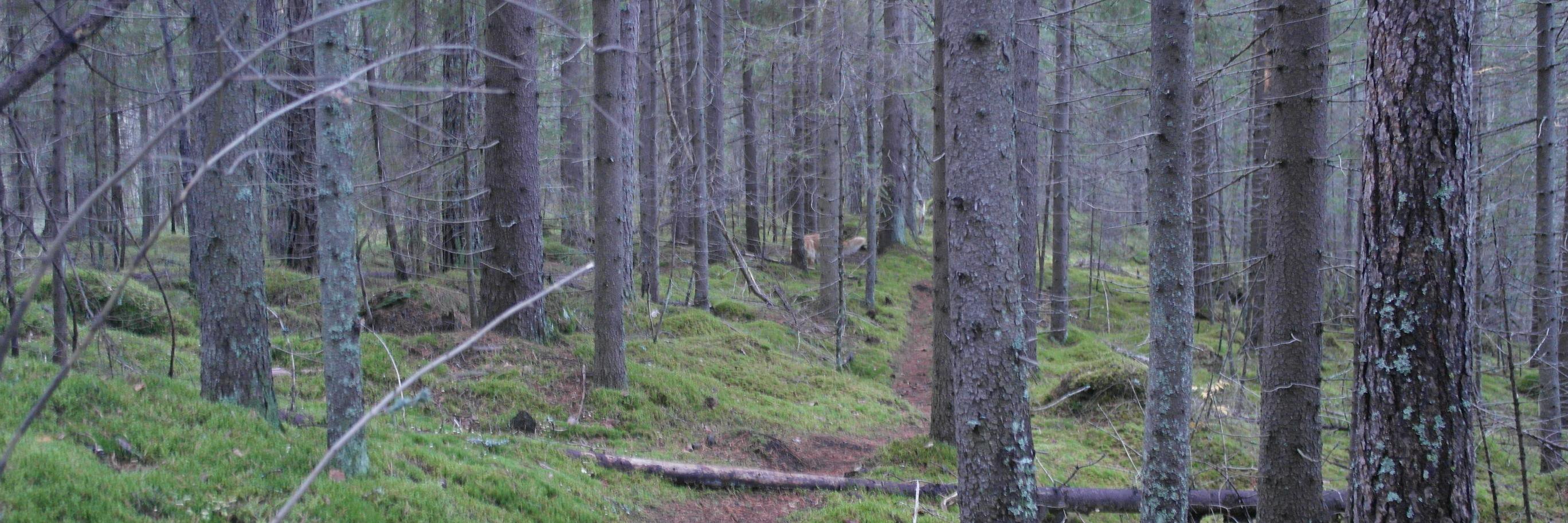 Jarmo Vierikko banner