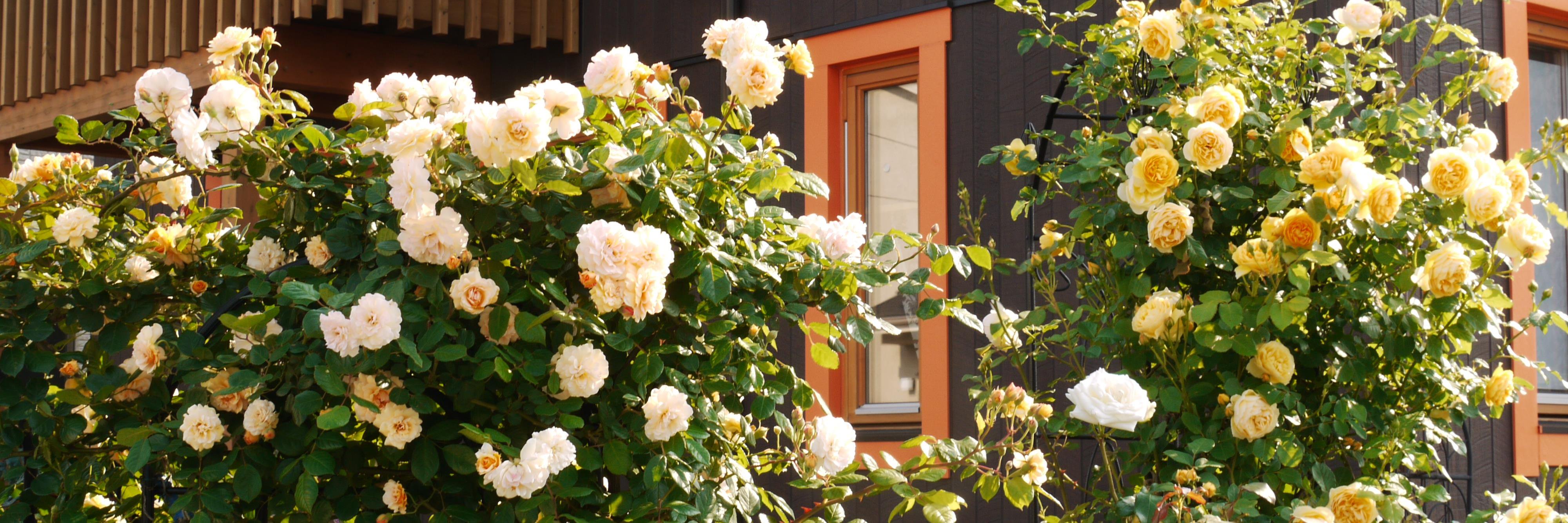 jogarden2010's profile banner image