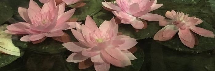 zeynnp99's profile banner image