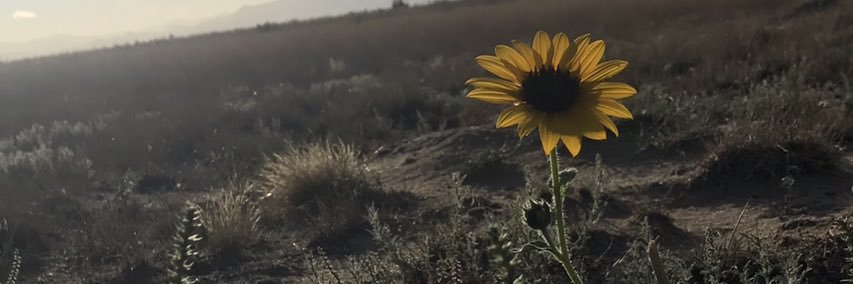 aeubanks's profile banner image
