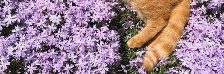 LittleR 🌞 banner