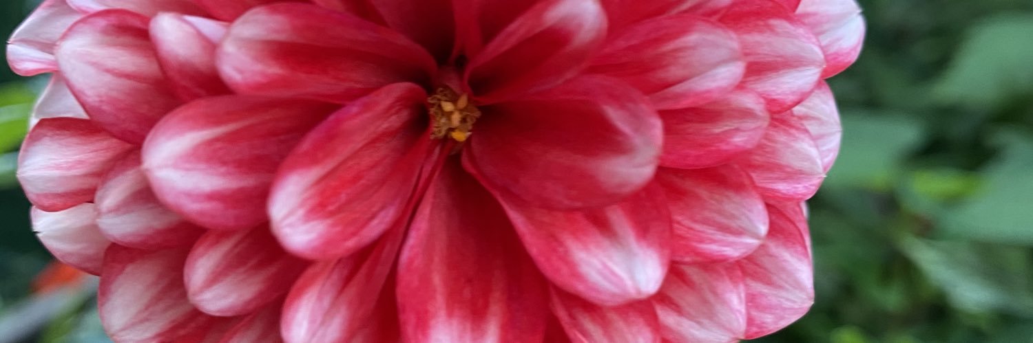 jennaleed's profile banner image