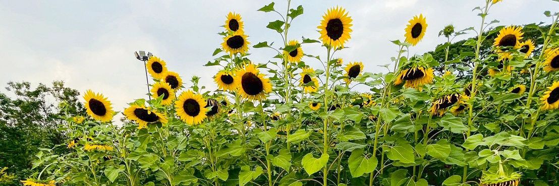 Pearry🩷🐶🐻‍❄️🩵 banner