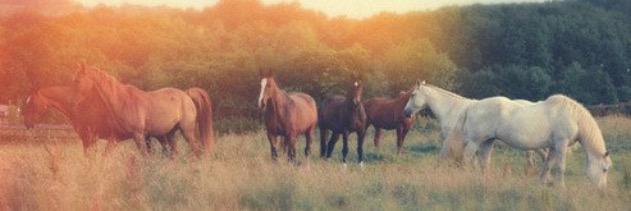 iluvpaisa's profile banner image