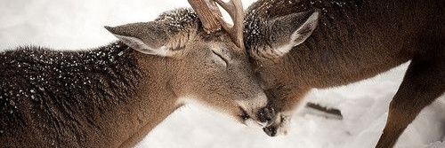 Leon Tremblay banner