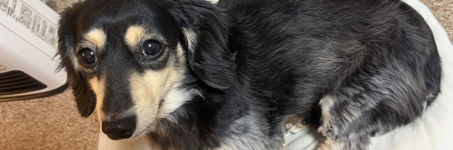 すっとこどっこい banner