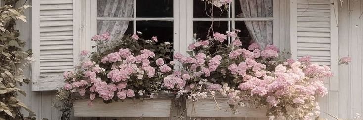 лана эдельвейс banner