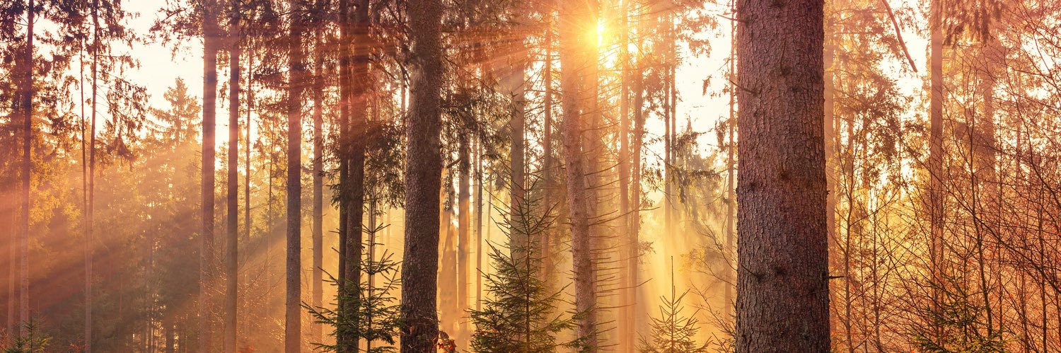 Randy Thanthong-Knight banner