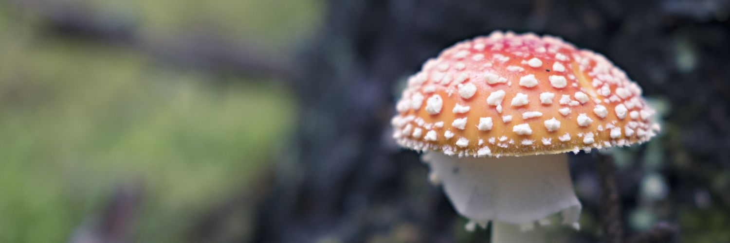 RachelDeehan's profile banner image