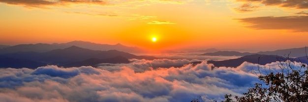 Falguni Sharma banner