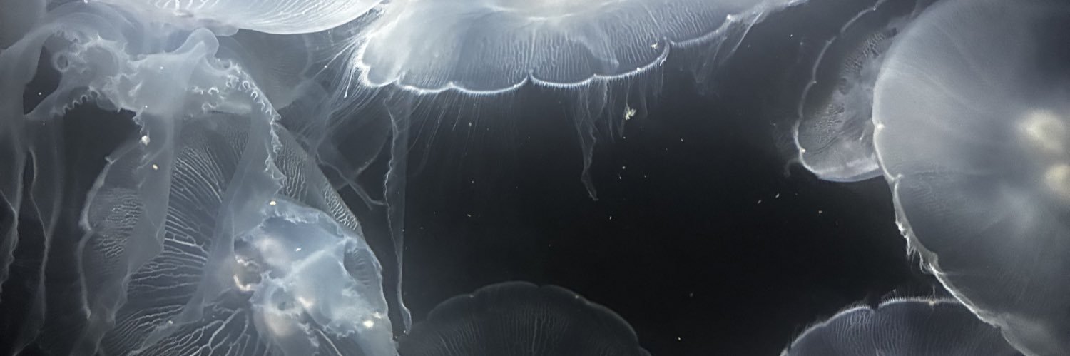 nirabaly's profile banner image